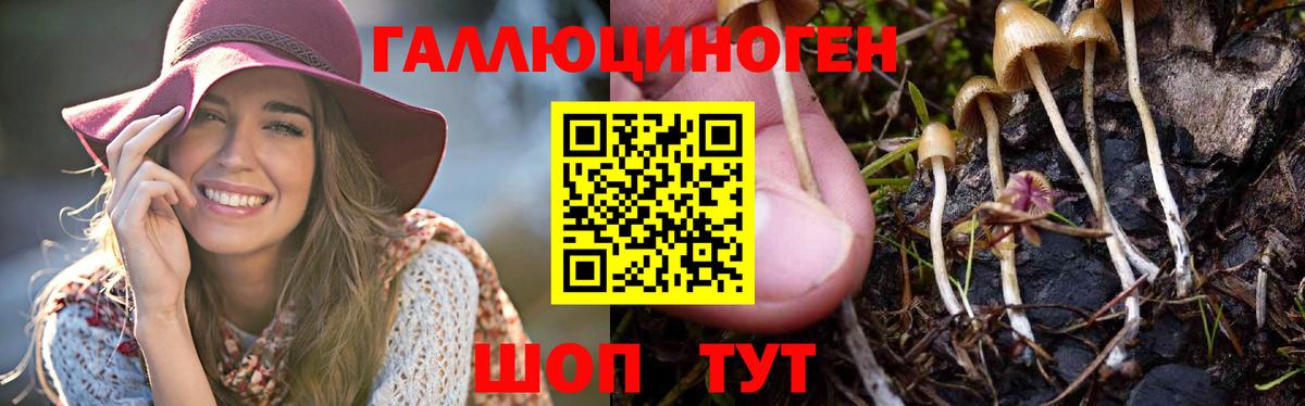 Псилоцибиновые грибы Psilocybe Знаменск
